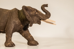 Elephant-4