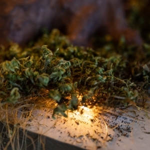 1_Arbre-connaissance-1