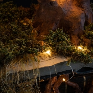 Arbre-connaissance-3