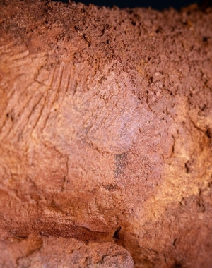 tn_Lievre-qui-court-5