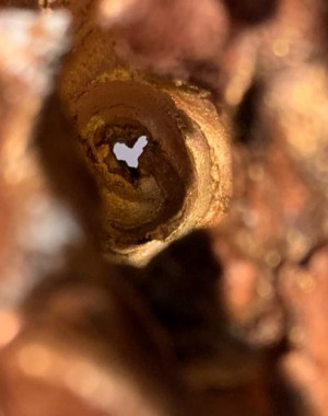 8-coeur-arriere-gros