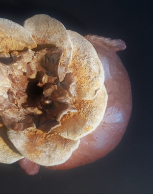 Tomber-sur-la-tête-et-Fleurir-1